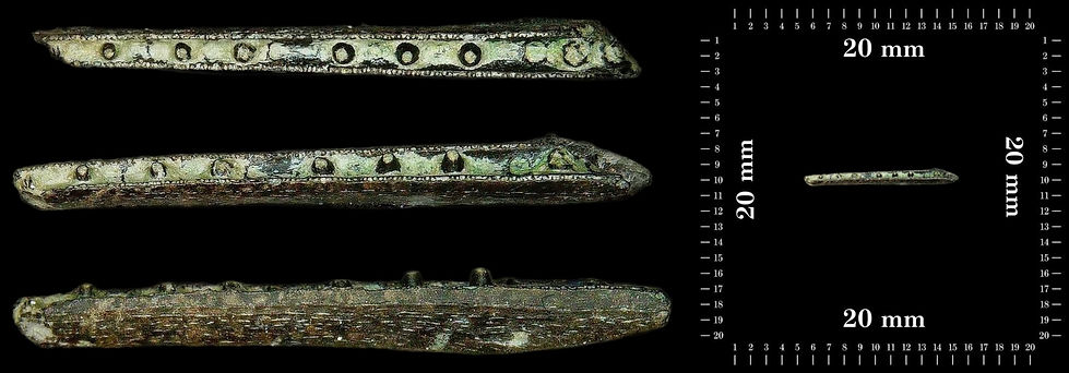Unidentified fish jaw (Gar pike).jpg