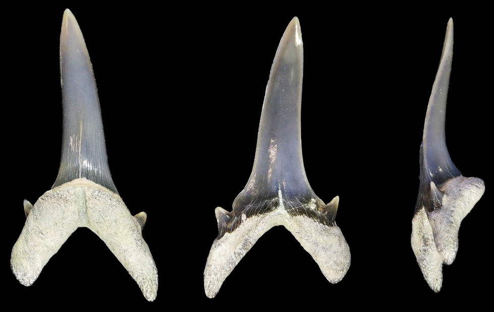 Scapanorhynchus praeraphiodon, a cretaceous fossil shark tooth of the Gault clay shown on www.folkestonefossils.co.uk