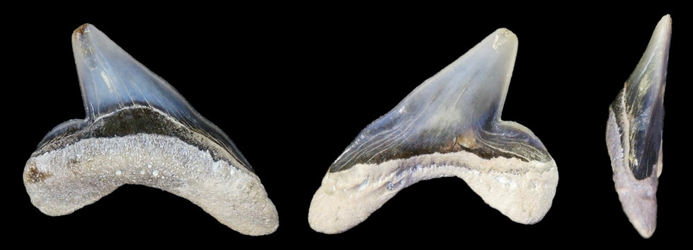 Squalicorax primaevus, a cretaceous fossil shark tooth of the Gault clay shown on www.folkestonefossils.co.uk