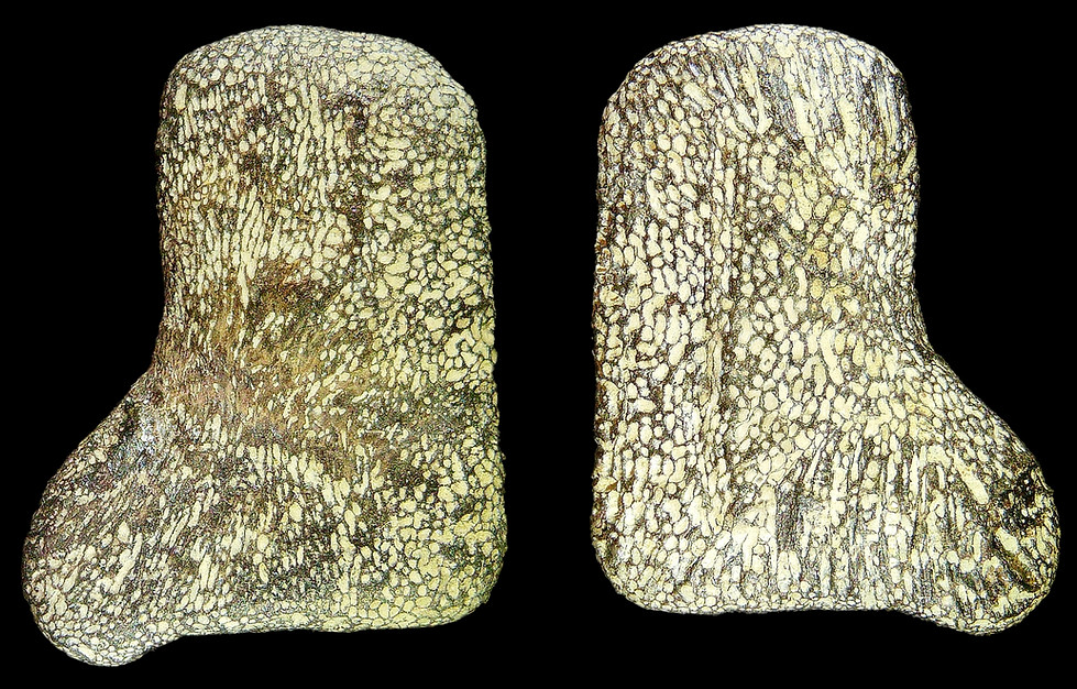 Turtle metacarpal Rhinochelys pulchriceps, a Cretaceous fossil marine reptile of the Gault clay shown on www.folkestonefossils.co.uk