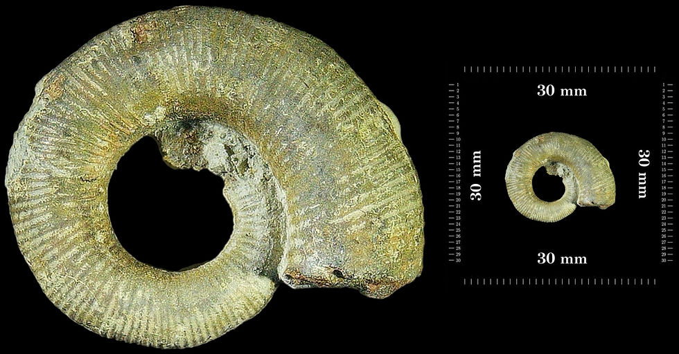 Eoscaphites circularis.jpg
