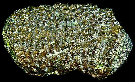 Glyphaea carteri, cretaceous fossil lobster of the Gault clay on www.folkestonefossils.co.uk