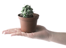 Hand Holding Cactus_edited.png