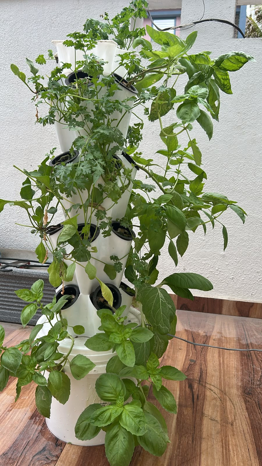 ANKUR 40 tower growing basil and herbs indoors