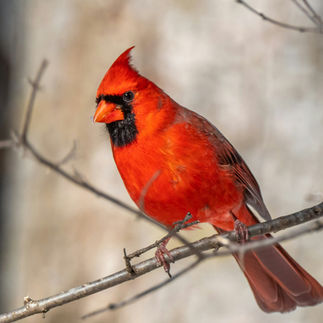 Northern Cardinal on branch.