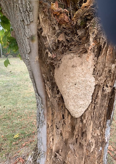 énormes nid de guêpes germanica dans un vieux tronc d'arbre