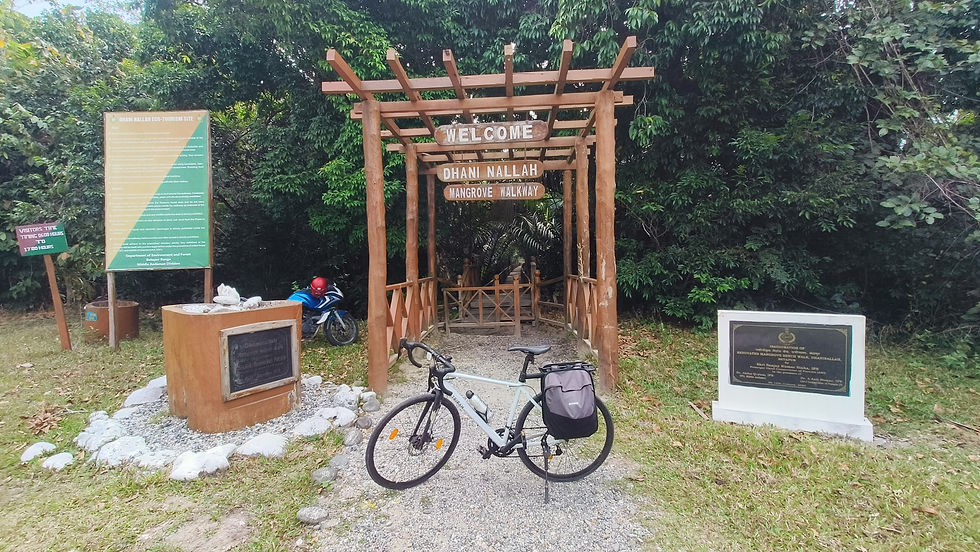 Mangrove walk at Mayabunder