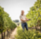 riesling wine