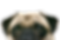 Pug Close-Up Portrait