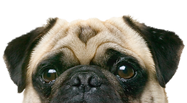 Chien.jpeg