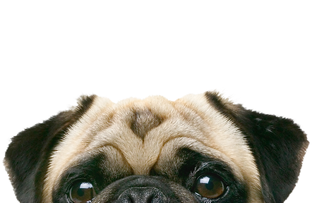 Peeping Pug