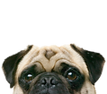 Peeping Mops