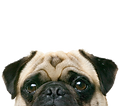 A dog