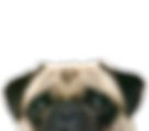 のぞきパグ