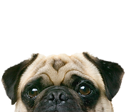 Peeping Pug