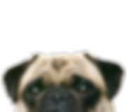 のぞきパグ