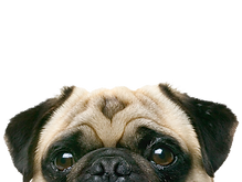 Peeping Pug