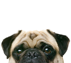 Podglądacz Mops