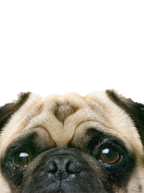 How to tell if your dog has ingested marijuana?