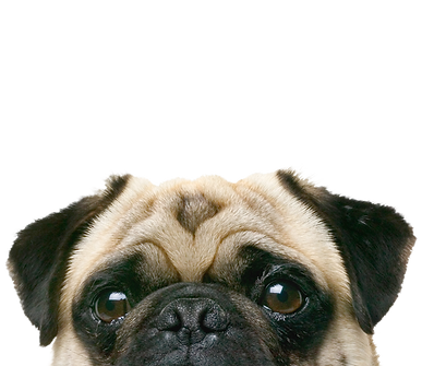 Peeping Pug
