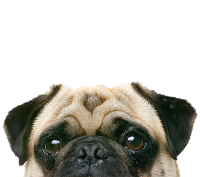 Peeping Pug