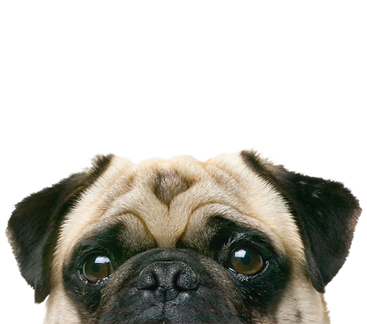 Peeping Pug