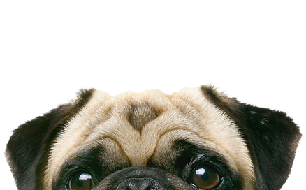 Peeping Pug