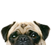 Peeping Pug