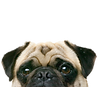 Peeping Pug