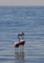 Mar de Ansenuza