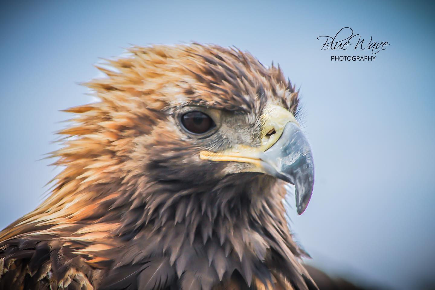 Golden Eagle