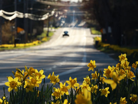 Celebrating the Daffodils of Pentwater and the Petal Project's Impact on Our Community