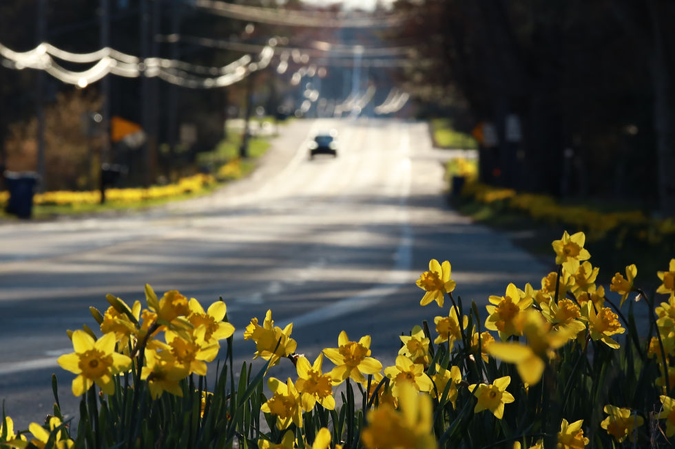 Celebrating the Daffodils of Pentwater and the Petal Project's Impact on Our Community