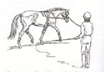 horselongeurdrawing.gif