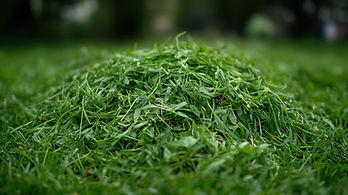 Freshly cut grass clippings piled on a lawn