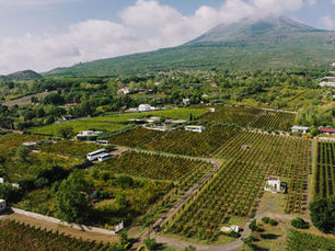 Etna Bianco DOC: il vino bianco del vulcano tra Carricante, Catarratto e terroir lavico