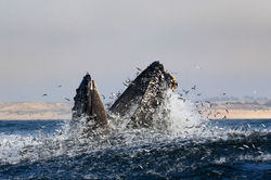 Lunge_feed_anchovies_3V2A4531-2