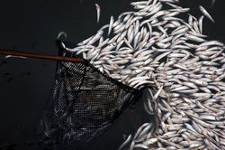 Anchovies_net_BH6A0913(2)rs