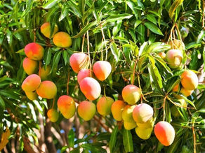 আম ফলৰ ৰজা