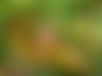 আম ফলৰ ৰজা