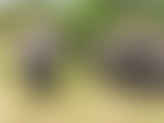 বিবলুৰ সুদিন 