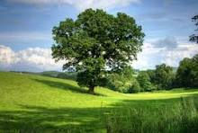 ree