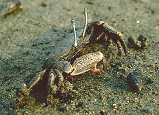 %E3%82%AA%E3%82%B5%E3%82%AC%E3%83%8B_edi