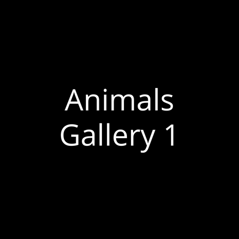 Animals Gallery 1