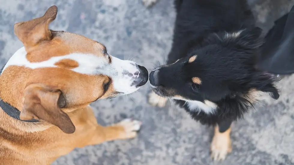 social nose touching.webp