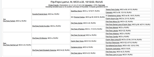 maine coon cat pawpeds pedigree