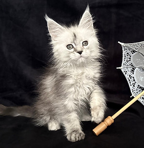 crystalstar maine coon kitten