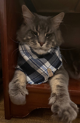 Gorgeous Blue Tabby Maine Coon Male
