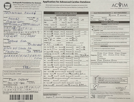 clean cat hcm echocardiogram