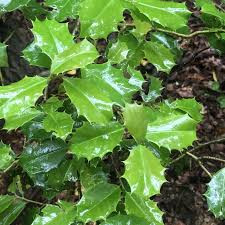 Holly / Ilex Aquifolium